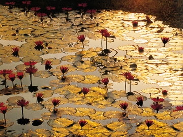 Baumann Bruno - Lotus Pond 