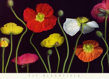 Bloomfield Pip - Poppy Garden II 