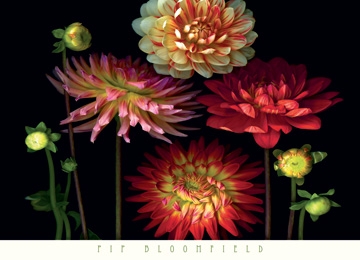 Bloomfield Pip - Dahlia Garden 