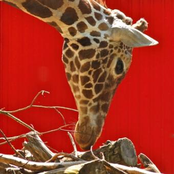 Böser Bernhard - Giraffe 