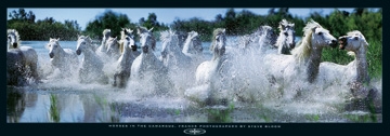 Bloom Steve - Horses in the Camargue 