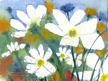 Hecht Dieter - Weisse Cosmea und Mohn 