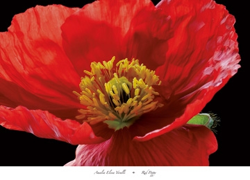 Veralli Amalia Elena - Red Poppy 