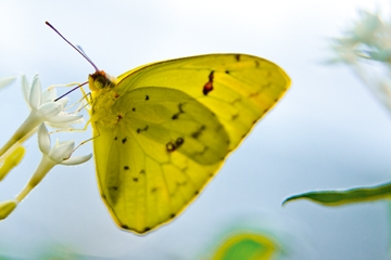 Dürmer Florian - Butterfly Beauties I 