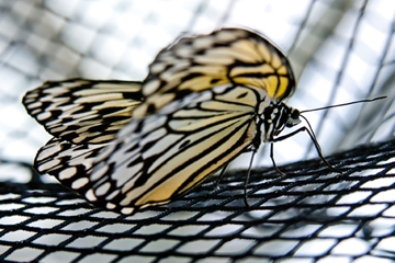 Dürmer Florian - Butterfly Beauties II 