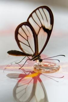 Dürmer Florian - Butterfly Beauties III 