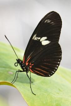 Dürmer Florian - Butterfly Beauties IV 