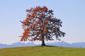 Rossmeissl Gerhard - Der Baum 