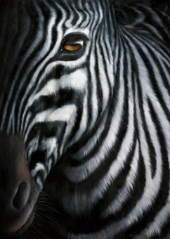 Plath Jutta - Zebra I 