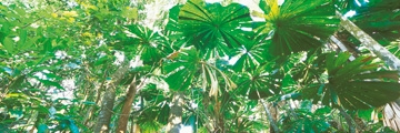 Xiong John - Rainforest canopies 