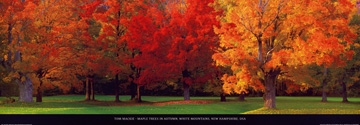 Mackie Tom - Maple Trees in Autumn 