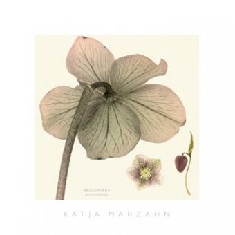 Marzahn Katja - Hellebore II 