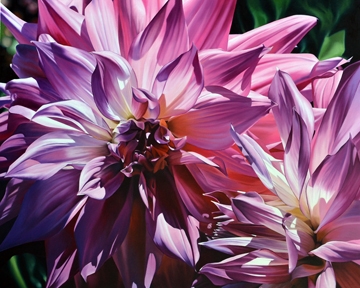 Schuh Michael - Dueling Dahlias 