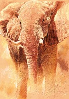 Casaro Renato - Elefant Study 