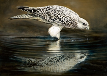 Casaro Renato - Drinking Falcon 