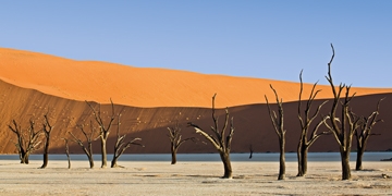 Mirau Rainer - Dead Vlei 