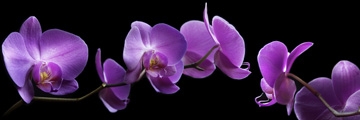 Scaroni Roberto  Orchidee 