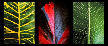 Scaroni Roberto - Three Leaves 