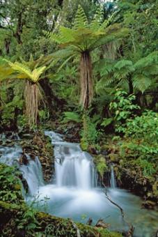 Marent Thomas - Creek with tree ferns 