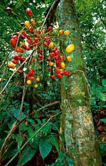 Marent Thomas - Palmtree fruit 