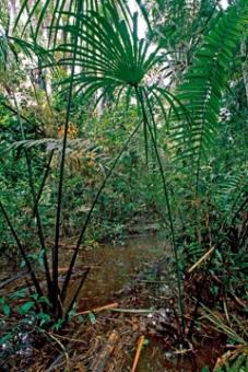 Marent Thomas - Flood area of rainforest 