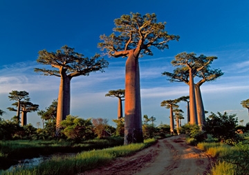 Marent Thomas - Baobab Tree 
