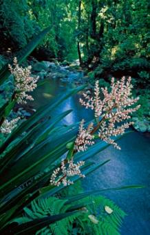 Marent Thomas - Canungra Creek 