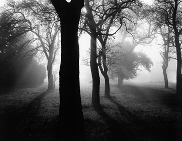 Weber Tom - Bäume im Nebel I 