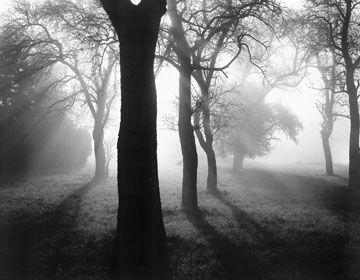 Weber Tom  Bäume im Nebel I 