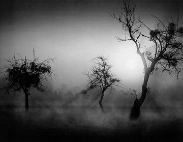 Weber Tom - Bäume im Nebel II 