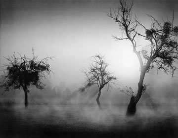 Weber Tom  Bäume im Nebel II 