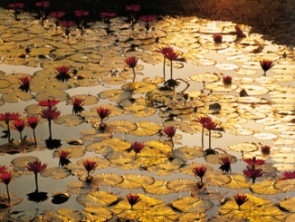 Baumann Bruno - Lotus Pond 