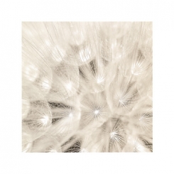 Brock Adam - On the Breeze 