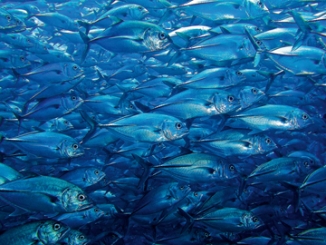 Böser Bernhard - Unterwasserwelt III 