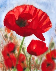 Hecht Dieter - Mohnblütenwiese 