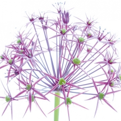 Ulmer Ingrid - Wunderkerze 