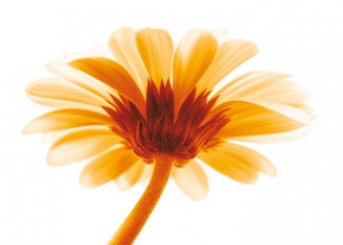 Riedt Kirsten - Lichtbote I 