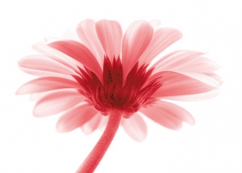 Riedt Kirsten - Lichtbote III 