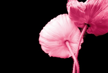 Riedt Kirsten - Umschlungen 