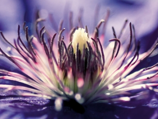 Riedt Kirsten - Purple Melody 